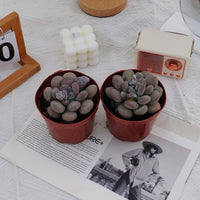 4'' Pachyphy Amazoness, Rare Live Succulent Plants