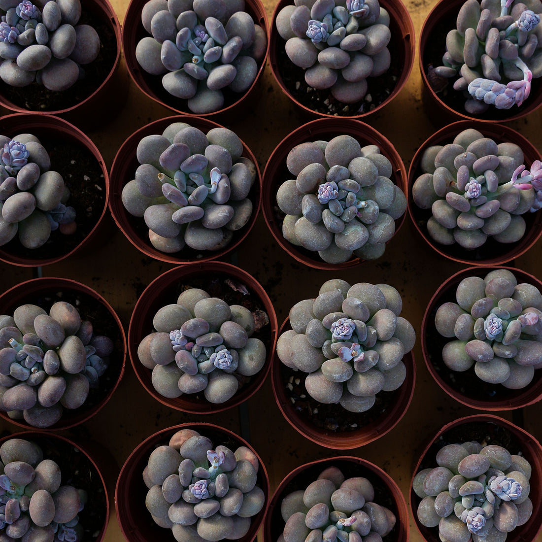 4'' Pachyphy Amazoness, Rare Live Succulent Plants