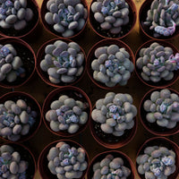 4'' Pachyphy Amazoness, Rare Live Succulent Plants