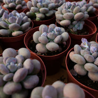 4'' Pachyphy Amazoness, Rare Live Succulent Plants