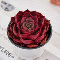 4'' Echeveria Relena, Rare Live Succulent Plants
