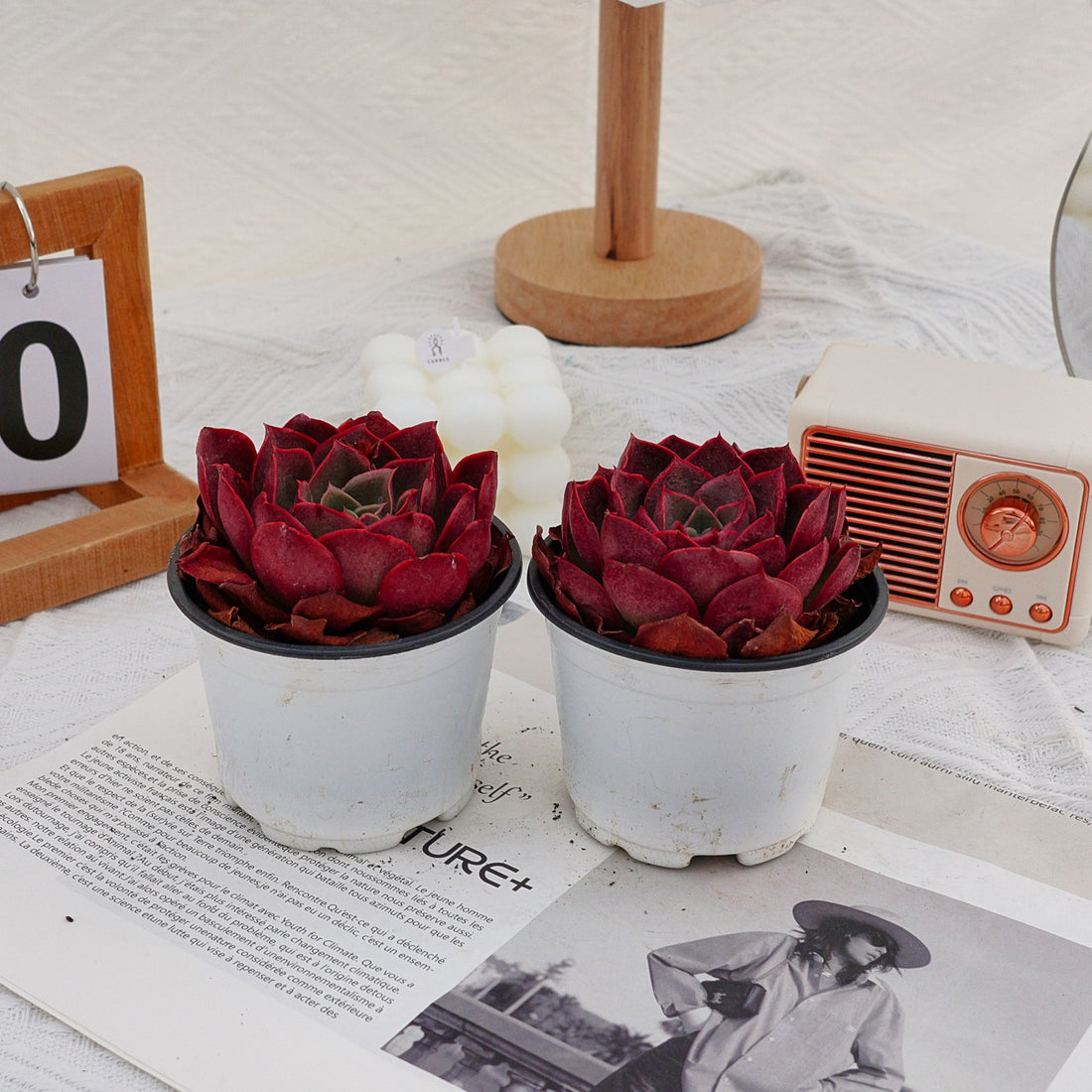 4'' Echeveria Relena, Rare Live Succulent Plants