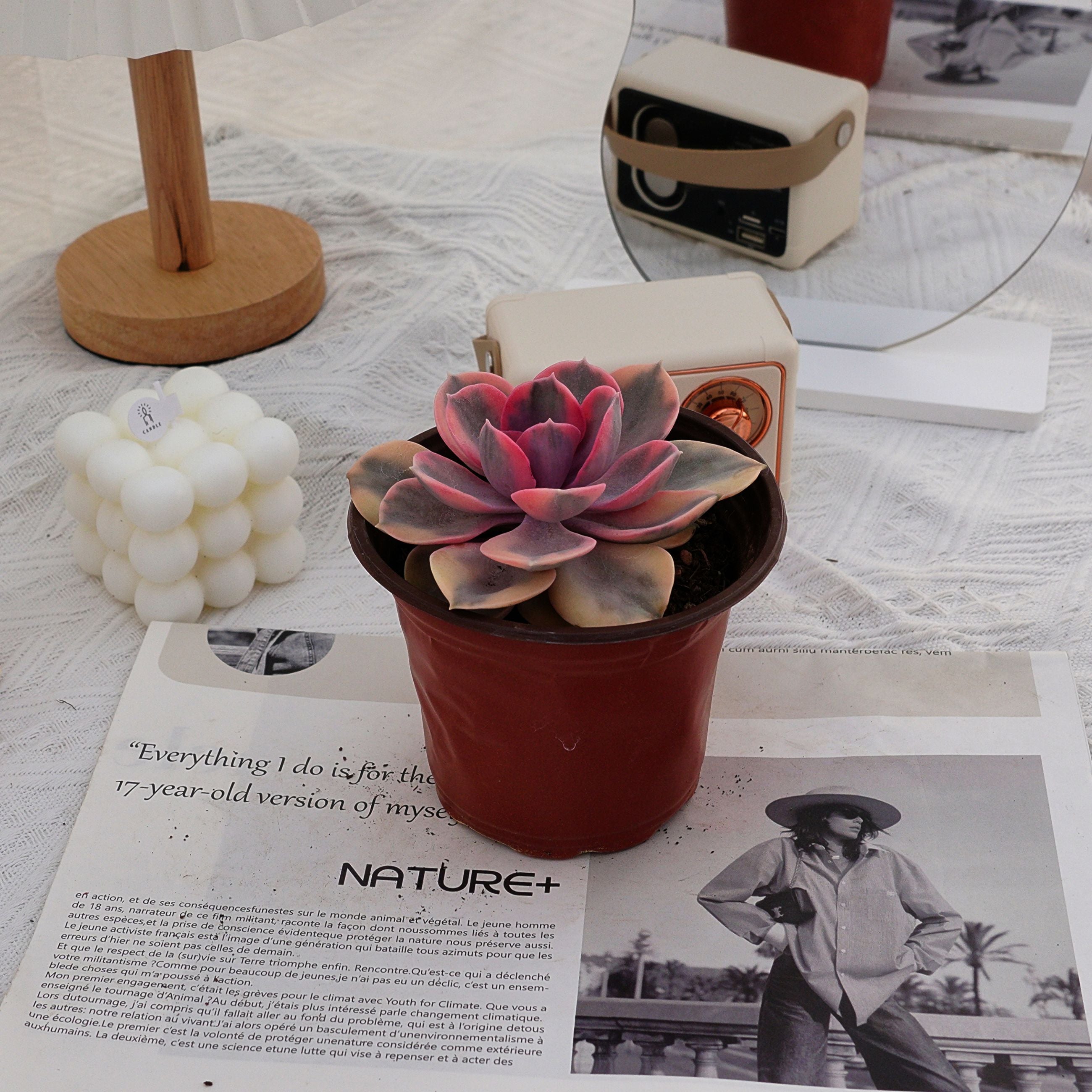 rainbow succulent plants for sale 4'' Echeveria Rainbow, Rare Live Succulent Plants – cocosucculent