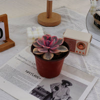 4'' Echeveria Rainbow, Rare Live Succulent Plants