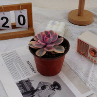 4'' Echeveria Rainbow, Rare Live Succulent Plants