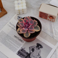 4'' Echeveria Rainbow, Rare Live Succulent Plants