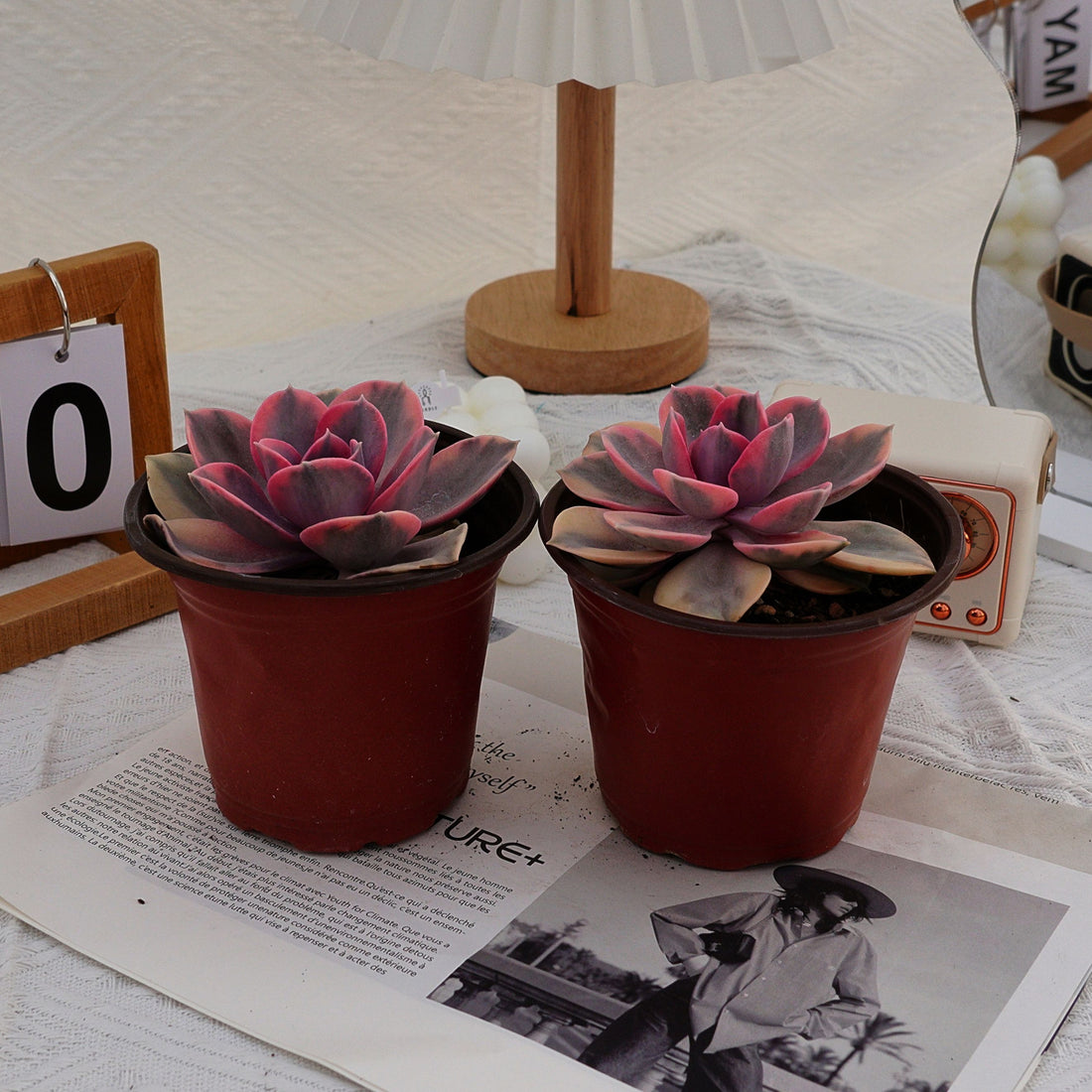4'' Echeveria Rainbow, Rare Live Succulent Plants