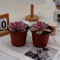 4'' Echeveria Rainbow, Rare Live Succulent Plants