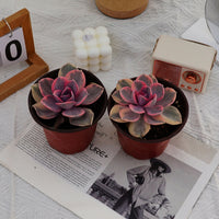 4'' Echeveria Rainbow, Rare Live Succulent Plants