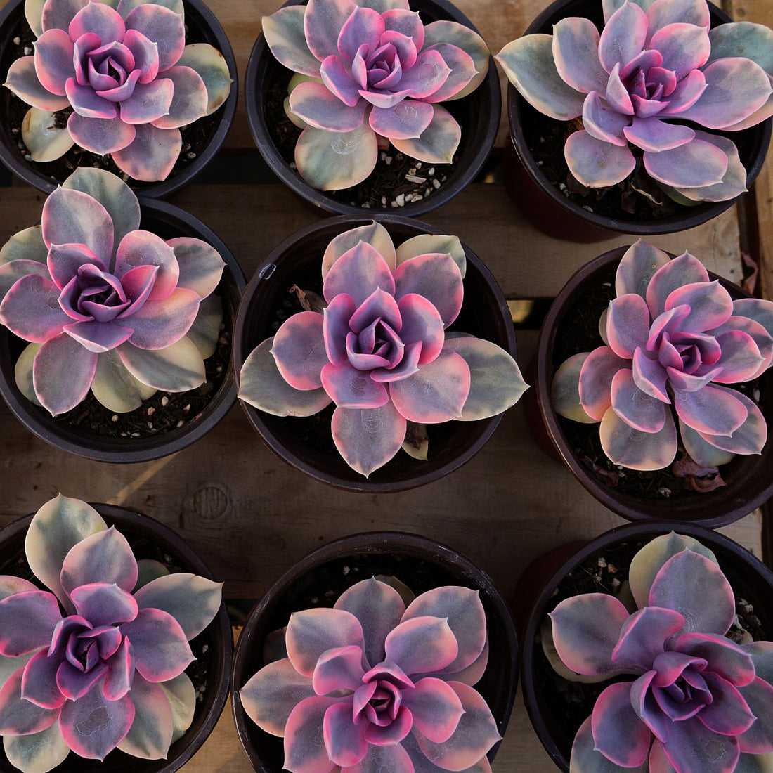 4'' Echeveria Rainbow, Rare Live Succulent Plants