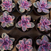4'' Echeveria Rainbow, Rare Live Succulent Plants