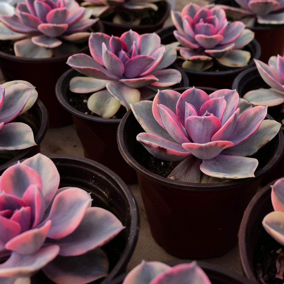 4'' Echeveria Rainbow, Rare Live Succulent Plants