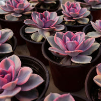 4'' Echeveria Rainbow, Rare Live Succulent Plants