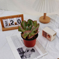 5'' Echeveria Sunset Peony Variegated, Rare Live Succulent Plants