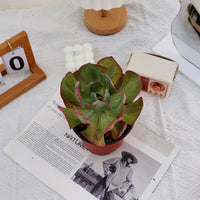5'' Echeveria Sunset Peony Variegated, Rare Live Succulent Plants