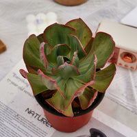 5'' Echeveria Sunset Peony Variegated, Rare Live Succulent Plants
