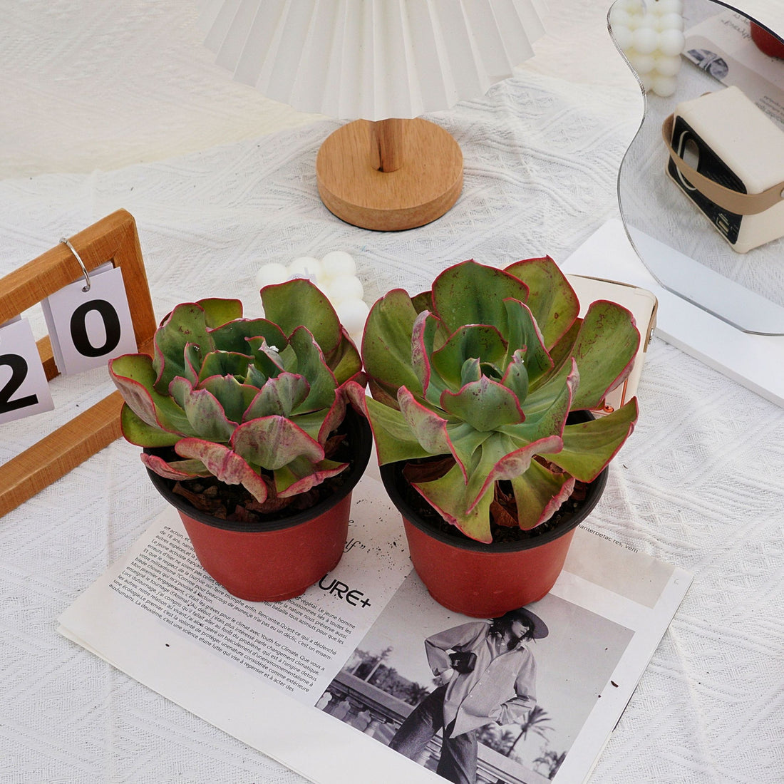 5'' Echeveria Sunset Peony Variegated, Rare Live Succulent Plants