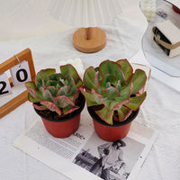 5'' Echeveria Sunset Peony Variegated, Rare Live Succulent Plants