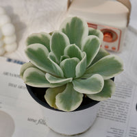 4'' Echeveria Lemon Lime Variegated, Rare Live Succulent Plants