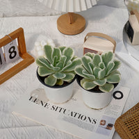 4'' Echeveria Lemon Lime Variegated, Rare Live Succulent Plants