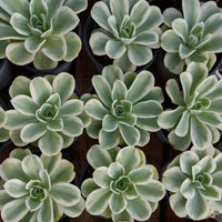 4'' Echeveria Lemon Lime Variegated, Rare Live Succulent Plants