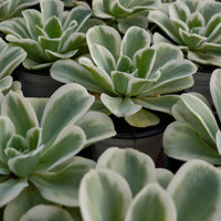 4'' Echeveria Lemon Lime Variegated, Rare Live Succulent Plants