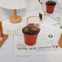 4'' Echeveria Longissima, Rare Live Succulent Plants