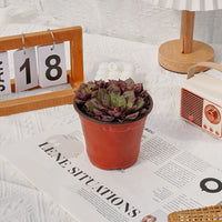4'' Echeveria Longissima, Rare Live Succulent Plants