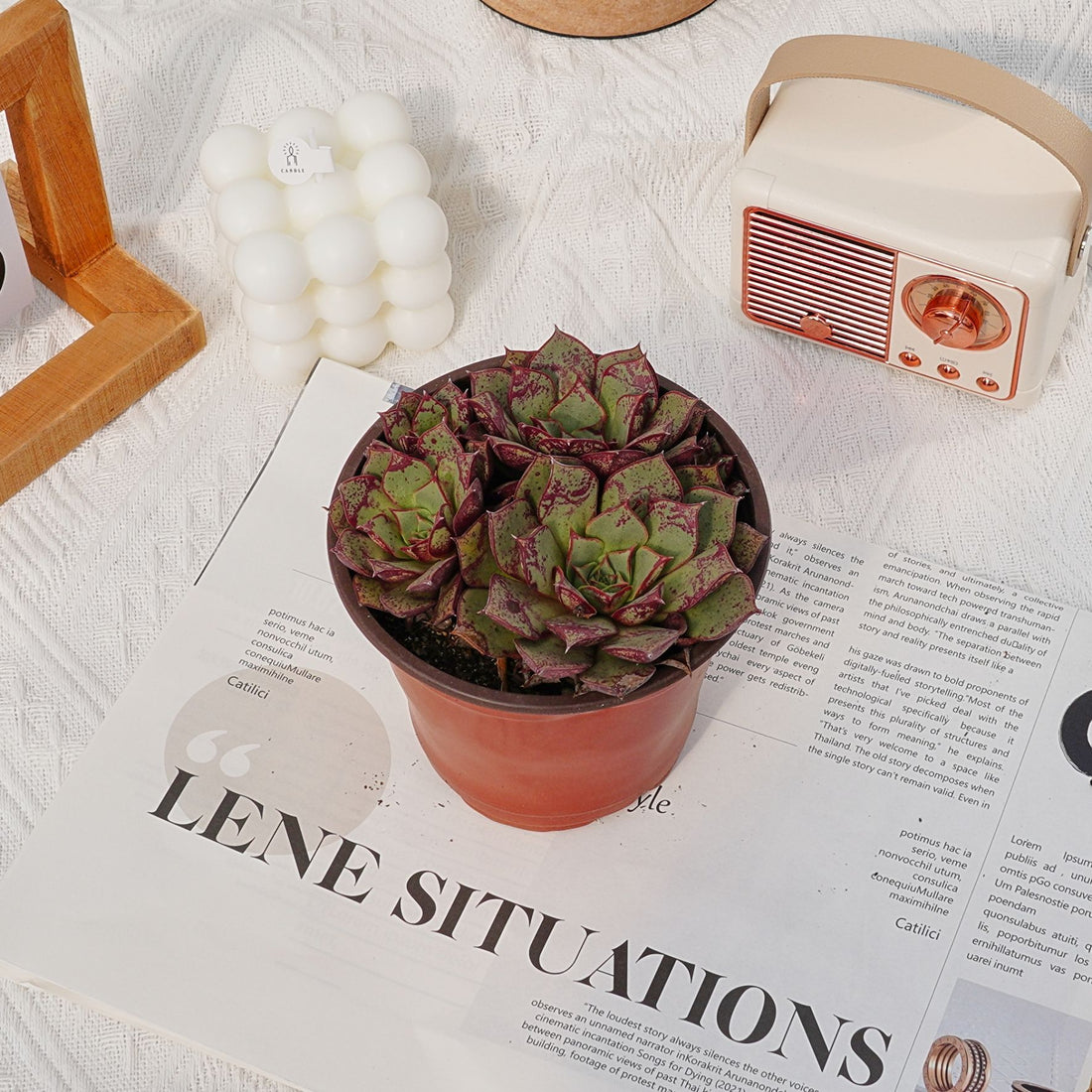 4'' Echeveria Longissima, Rare Live Succulent Plants