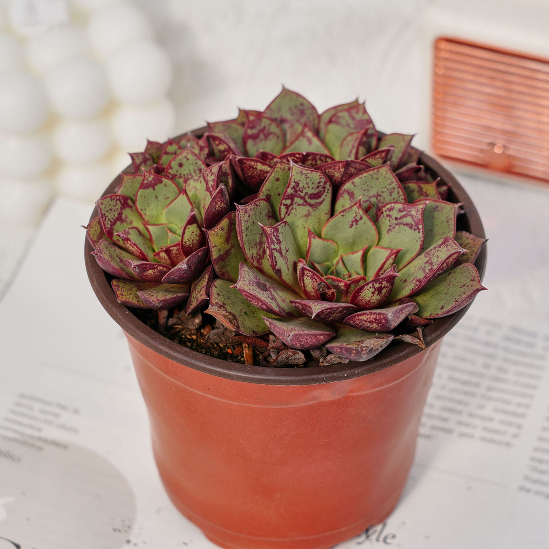 4'' Echeveria Longissima, Rare Live Succulent Plants