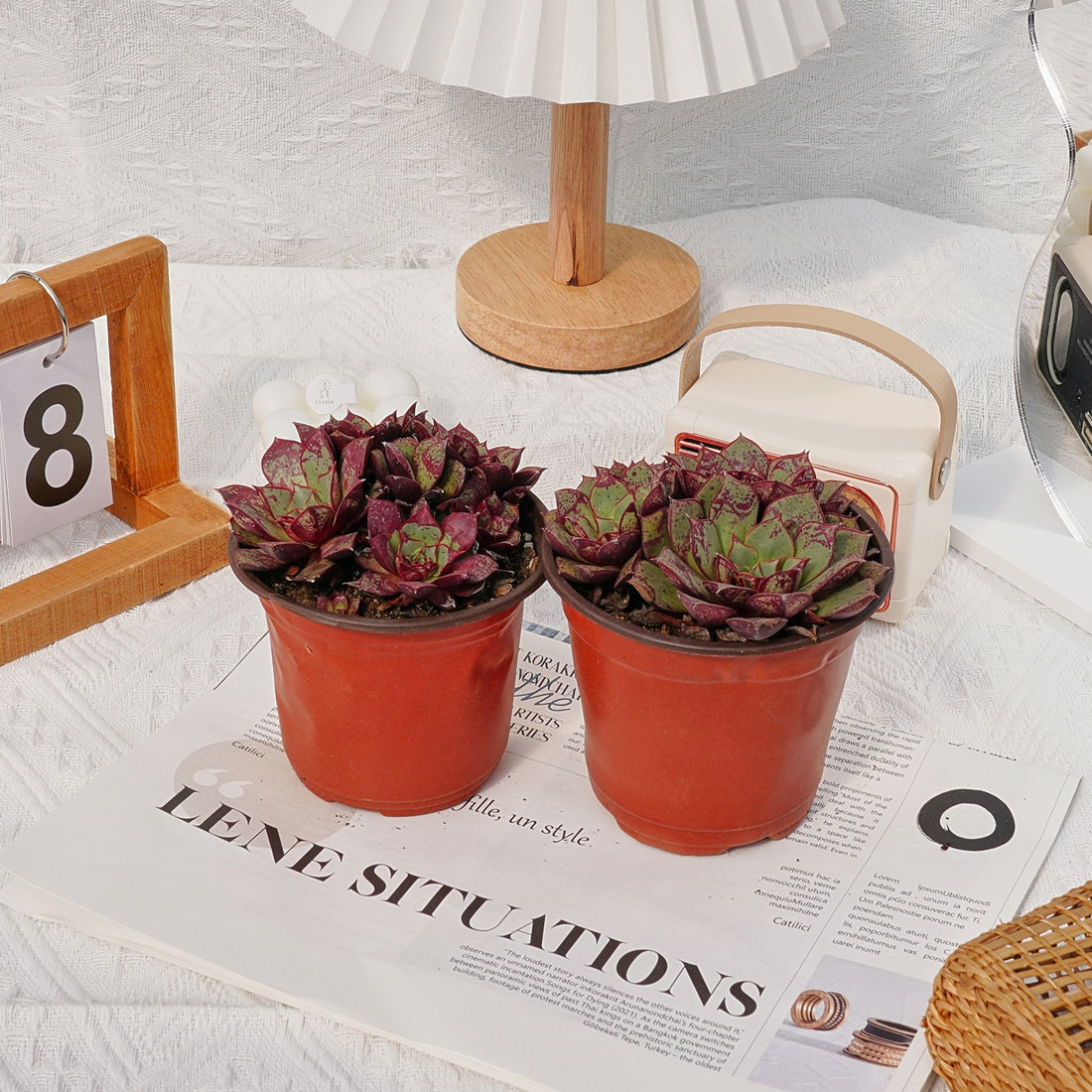 4'' Echeveria Longissima, Rare Live Succulent Plants