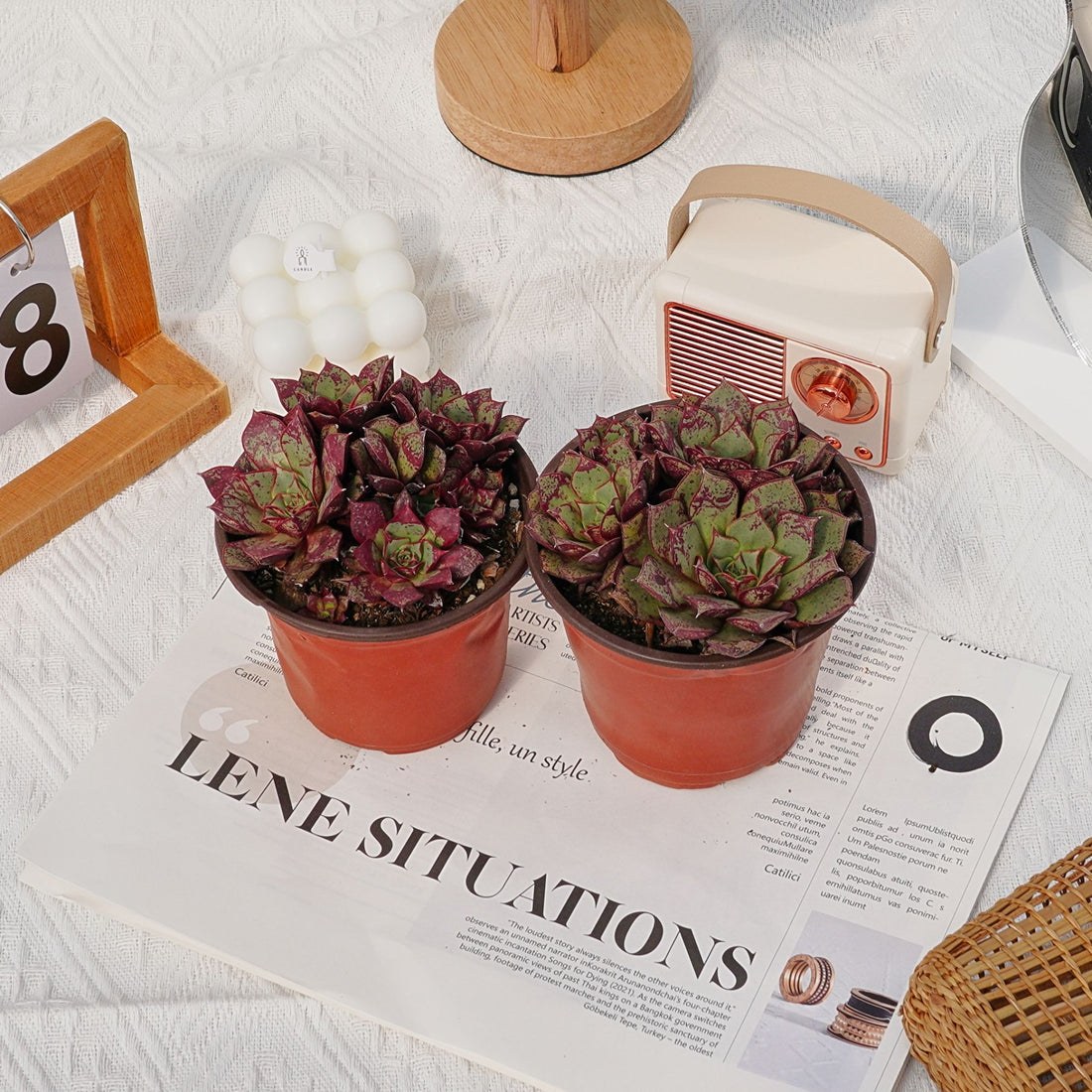 4'' Echeveria Longissima, Rare Live Succulent Plants