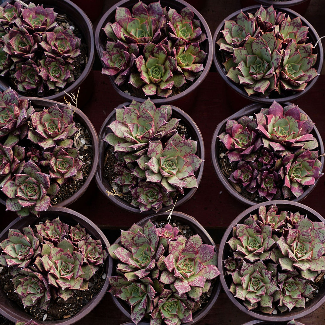 4'' Echeveria Longissima, Rare Live Succulent Plants