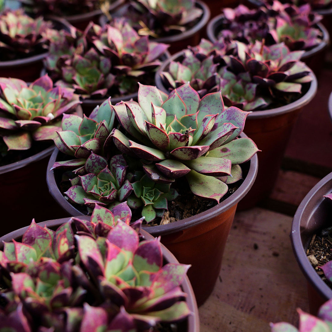 4'' Echeveria Longissima, Rare Live Succulent Plants