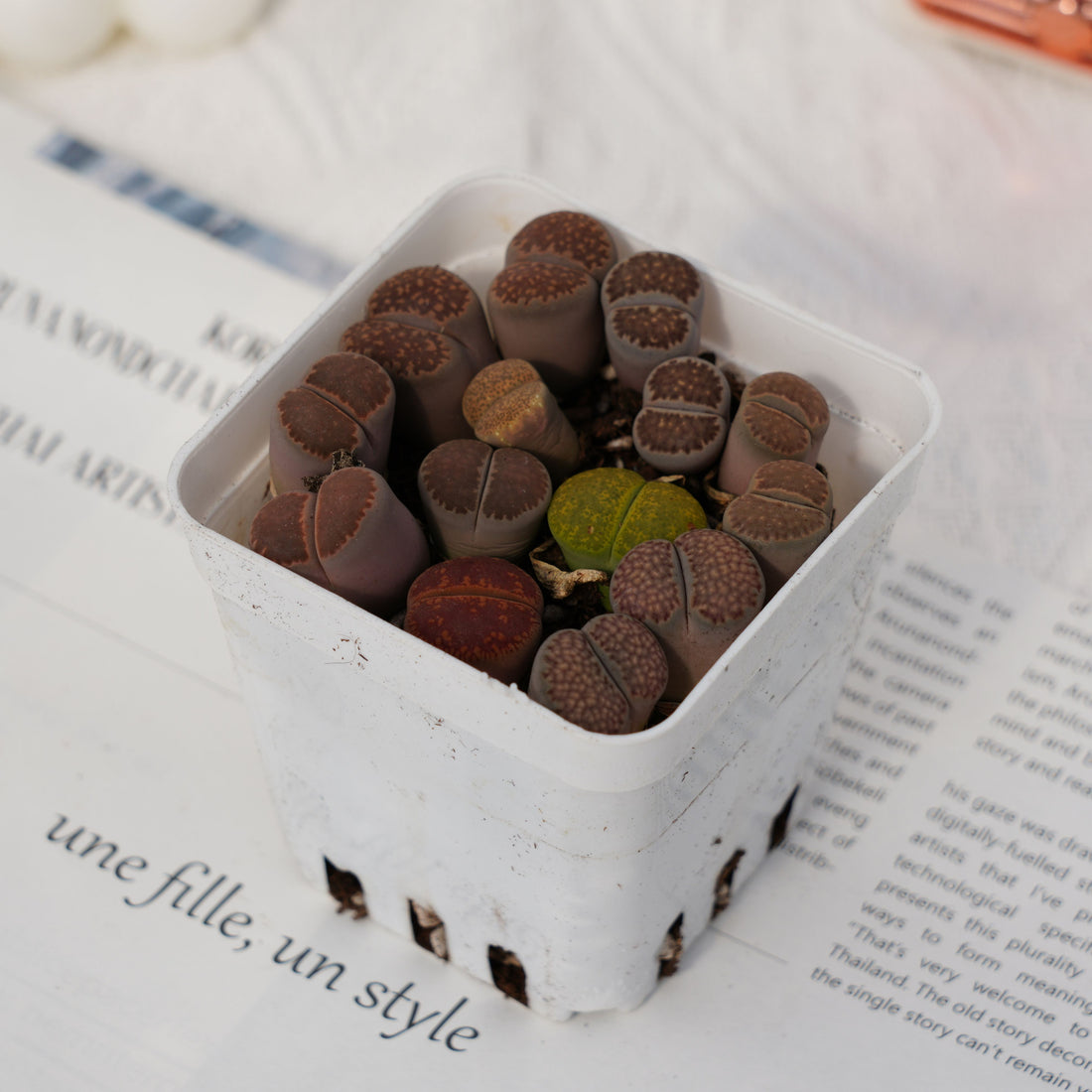 3'' Lithops, Rare Live Succulent Plants