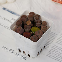 3'' Lithops, Rare Live Succulent Plants