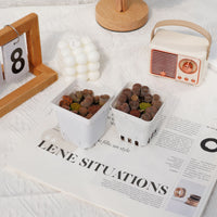 3'' Lithops, Rare Live Succulent Plants