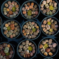 3'' Lithops, Rare Live Succulent Plants