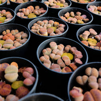 3'' Lithops, Rare Live Succulent Plants