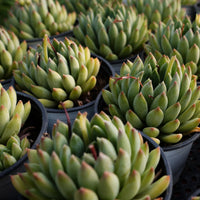4'' Echeveria Oracle, Rare Live Succulent Plants