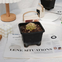 2'' Sedeveria Rolly Variegated, Rare Live Succulent Plants