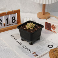 2'' Sedeveria Rolly Variegated, Rare Live Succulent Plants
