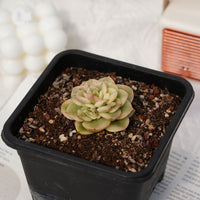 2'' Sedeveria Rolly Variegated, Rare Live Succulent Plants