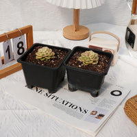 2'' Sedeveria Rolly Variegated, Rare Live Succulent Plants