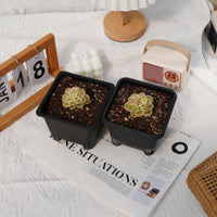 2'' Sedeveria Rolly Variegated, Rare Live Succulent Plants