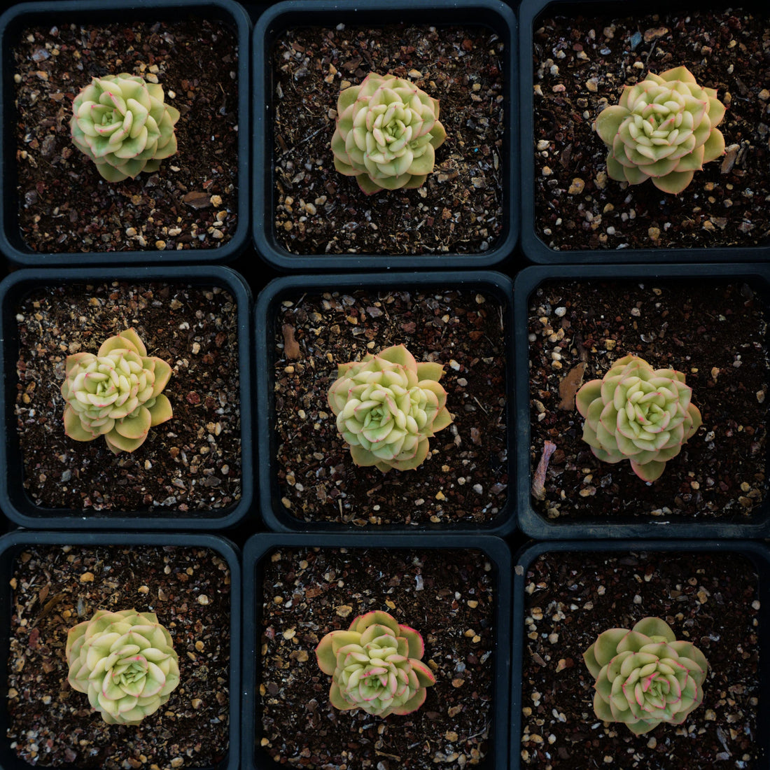 2'' Sedeveria Rolly Variegated, Rare Live Succulent Plants