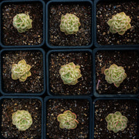2'' Sedeveria Rolly Variegated, Rare Live Succulent Plants