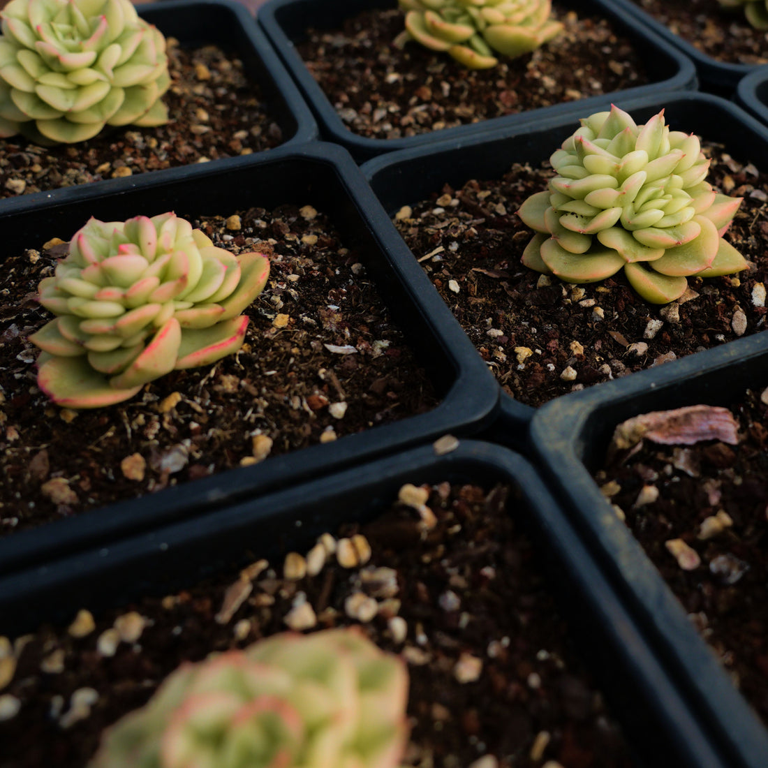 2'' Sedeveria Rolly Variegated, Rare Live Succulent Plants