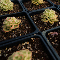 2'' Sedeveria Rolly Variegated, Rare Live Succulent Plants