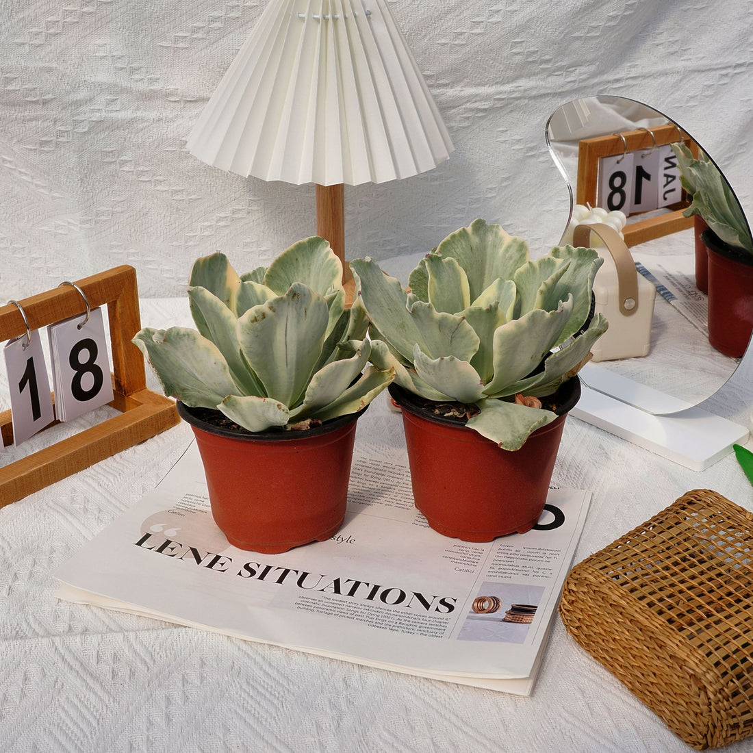 5'' Echeveria Moon River Variegated, Rare Live Succulent Plants